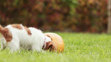 Sonbaharda koşu yapan ve balkabağıyla oynayan komik evcil köpek yavrusu. Cadılar Bayramı, sonbahar veya mutlu şükran günü konsepti.