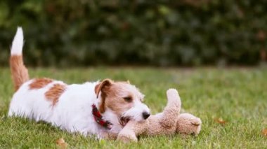 Eğlenceli, aktif, mutlu, evcil bir köpek, çimenlerde oyuncak çiğniyor.