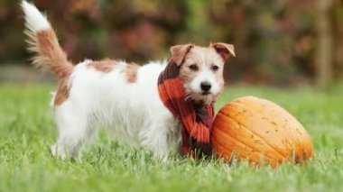 Sonbaharda balkabağı çiğnedikten sonra ağız yalayan ve kuyruk sallayan mutlu komik köpek. Cadılar Bayramı, Şükran Günü veya sonbahar geçmişi.