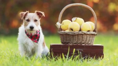 Sonbaharda bir sepet ayva elmasıyla oturan sevimli sağlıklı Jack Russell Terrier köpeği. Sonbahar, Şükran Günü geçmişi..