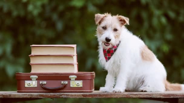 レトロな学校のバッグや本の隣で聞いているかわいいペット犬 学校に戻る または背景を勉強する — ストック動画