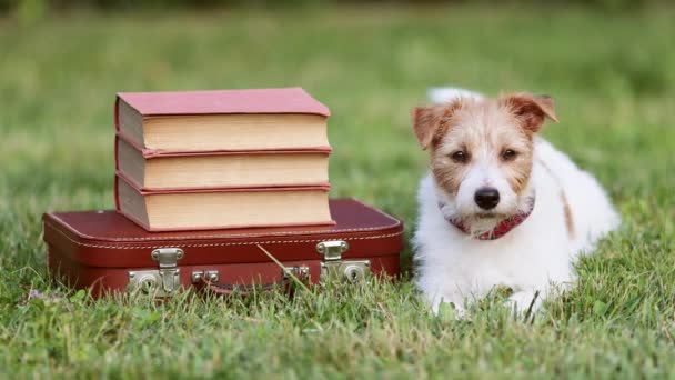 可爱的宠物狗听着复古书包和书本 返回学校 学习或学习背景 — 图库视频影像
