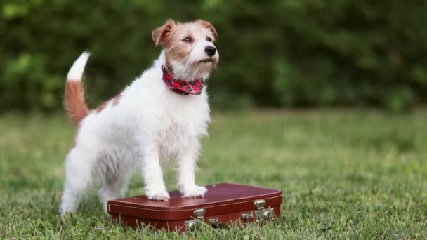草の中のレトロなスーツケースにテールを賭ける幸せな面白い犬 ペット旅行 ホテルまたは休日 — ストック動画