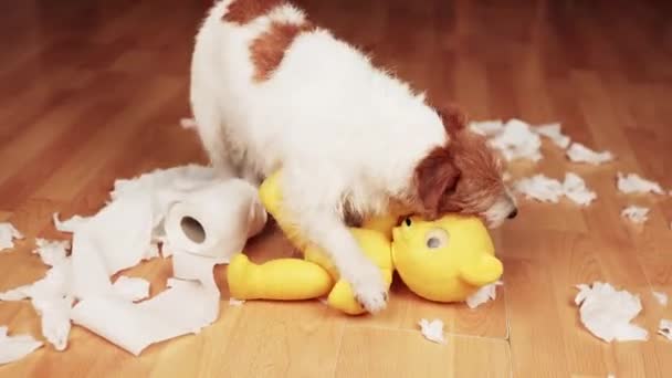 Evcil Köpek Çiğneme Evde Tuvalet Kağıdı Yedikten Sonra Oyuncağı Isırma — Stok video