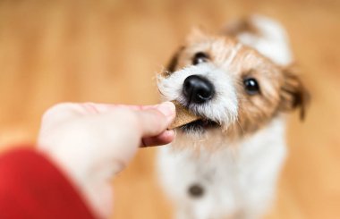 Hand giving snack treat to a healthy dog. Teeth cleaning, pet dental care banner, background.