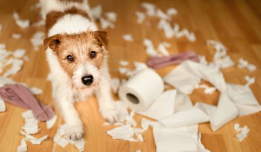 Isırdıktan sonra aktif yaramaz köpek, tuvalet kağıdı çiğnemek. Haylazlık, köpek eğitimi ya da ayrılık kaygısı pankartı. Köpek eğitmeni.