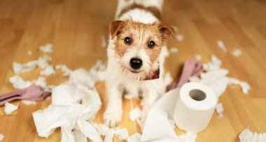 Funny, active naughty dog after biting, chewing a toilet paper. Pet mischief, puppy training or separation anxiety banner. clipart