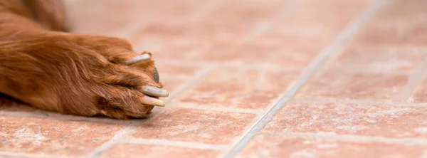 Brown dog paw with claws close-up. Pet care, cutting nails banner.