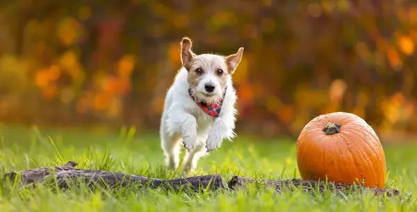 Sonbaharda Bir Balkabağının Yanında Koşan Komik Mutlu Bir Evcil Köpek — Stok fotoğraf