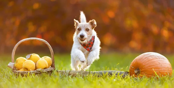 Funny happy pet dog jumping, running next to apples and pumpkin in autumn. Thanksgiving day or fall banner
