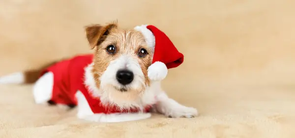 Frohe Weihnachten Weihnachtsmann Haustier Hund Feiertagskarte Hintergrund Oder Banner Mit — Stockfoto