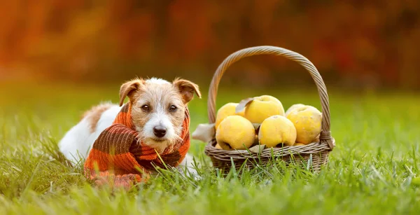 Carino Felice Sano Jack Russell Terrier Con Cesto Mele Autunno Foto Stock