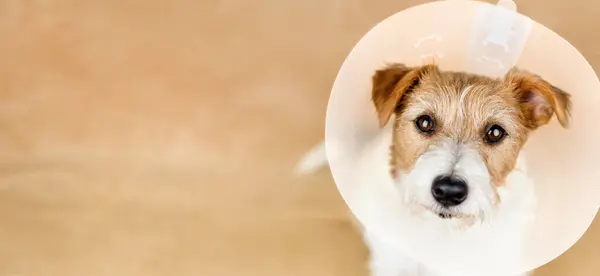 Leuke Gezonde Herstellende Hond Met Trechterhalsband Bescherming Spaying Chirurgie Webbanner Rechtenvrije Stockfoto's