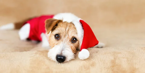 Glad Söt Jul Santa Sällskapsdjur Hund Semesterkort Bakgrund Eller Banner Stockbild