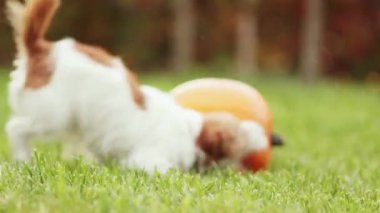 Komik köpek yavrusu sonbaharda bir balkabağıyla koşuyor, çiğniyor ve oynuyor. Cadılar Bayramı, sonbahar ya da Şükran Günü eğlencesi.
