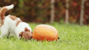 Komik köpek yavrusu sonbaharda bir balkabağıyla koşuyor, çiğniyor ve oynuyor. Cadılar Bayramı, sonbahar ya da Şükran Günü eğlencesi.
