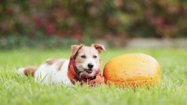 Balkabağının yanında gülümseyen ve sonbaharda turuncu eşarp takan mutlu bir köpek. Cadılar Bayramı, sonbahar veya şükran günü konsepti.