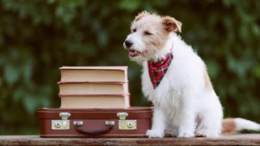 Mutlu itaatkar evcil köpek oturuyor ve okul çantası ve kitapların yanında köpek muamelesi bekliyor. Yavru köpek eğitimi ve eğitmeni.