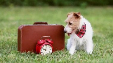 Bavul ve çalar saatle oturan mutlu soluk soluğa köpek. Hayvan seyahat sigortası, otel ve ulaşım.