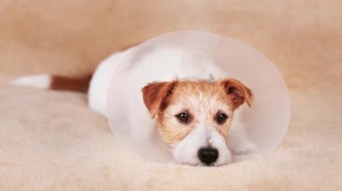 İyileşen şirin bir köpeğin yüzü huni tasma takıyor. Kısırlaştırma ameliyatından sonra koruma.
