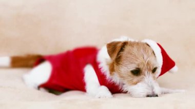 Mutlu Noeller, evcil köpek kokusu, ağız yalama ve dinleme ve şapkalı kırmızı Noel Baba kostümü.