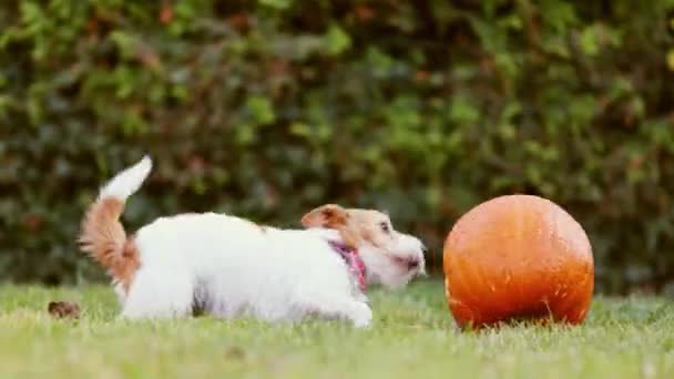 秋天的时候 有趣的爱犬在南瓜上跑来跑去 咀嚼和玩耍 万圣节 秋天或感恩节快乐 — 图库视频影像