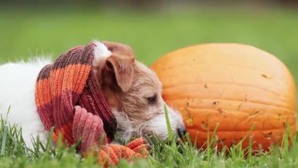 Funny Jack Russell Terrier Dog Smelling Listening Next Pumpkin Wearing — Stock Video