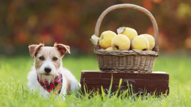 Χαριτωμένο Χαρούμενο Υγιές Σκυλί Που Ψάχνει Ένα Καλάθι Μήλα Κυδώνι — Αρχείο Βίντεο