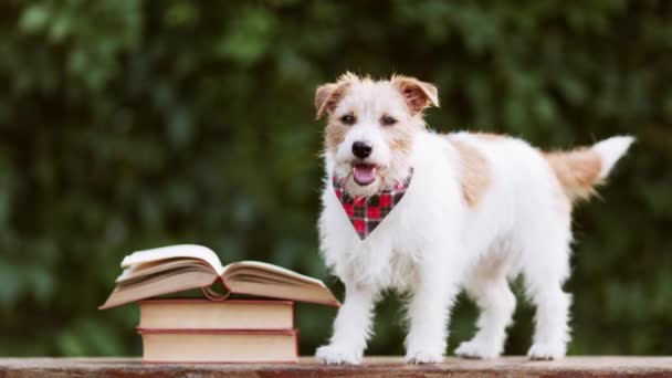 Kitapların Yanında Dinleyen Sevimli Jack Russell Terrier Köpeği Yavru Köpek — Stok video