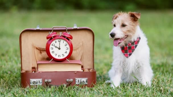 快乐喘息的狗坐在一个装有闹钟的复古书包旁边 幼犬训练 — 图库视频影像