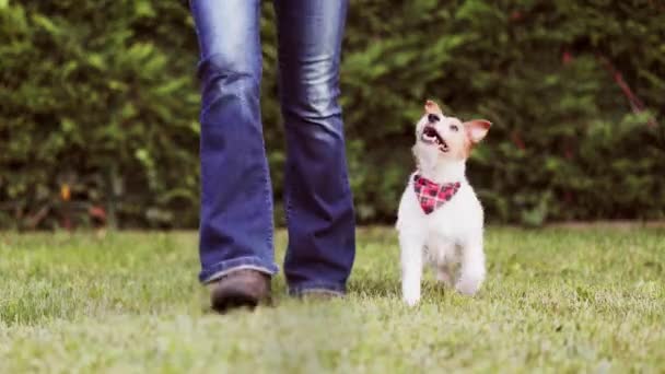 Glücklich Aktiv Aussehende Jack Russell Terrier Dog Beim Gassigehen Mit — Stockvideo