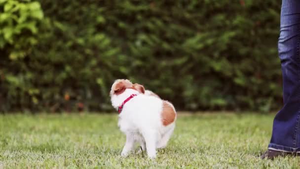 Treinador Ensinando Seu Engraçado Jack Russell Terrier Para Girar Círculo — Vídeo de Stock