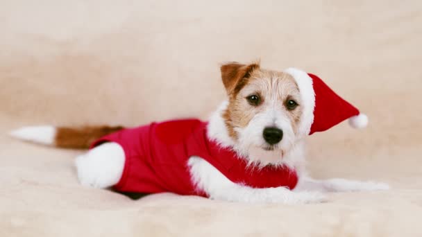 Gelukkig Schattig Kerstmis Vakantie Huisdier Hond Dragen Rode Kerstman Kostuum — Stockvideo