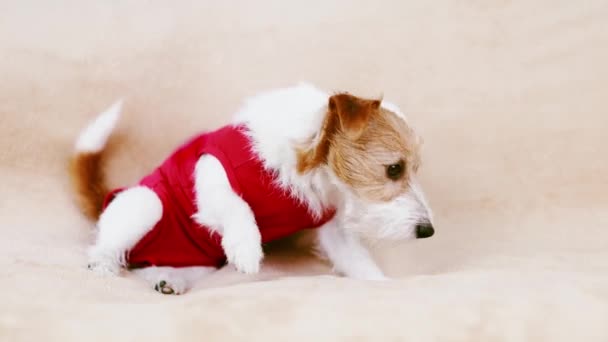 Vtipné Šťastné Vánoce Dovolená Pes Sedí Pohovce Jíst Sladkosti Sobě — Stock video