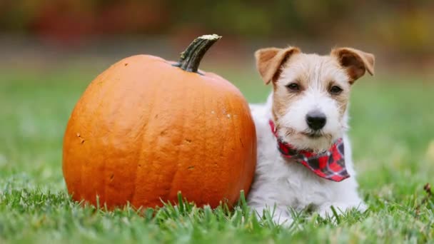 Funny Dog Listening Licking Mouth Next Pumpkin Autumn Halloween Fall — Stock Video