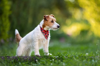 Güzel safkan Jack Russell Terrier ayakta, otları dinliyor. Küçük, akıllı ve aktif köpek cinsi..
