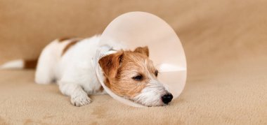 Ameliyat sonrası kanepede dinlenen ve evde huni tasması takan sağlıklı bir köpek..