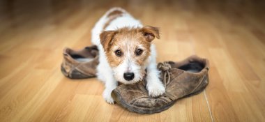 Isırdıktan, çiğnedikten sonra yaramaz, aktif, sevimli bir köpek. Yavru köpek eğitimi, yaramazlık ya da ayrılık kaygısı pankartı