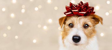 Mutlu noeller köpek yavrusu suratlı, kafasında hediye yayı ve arka planında Noel ışıkları olan mutlu yıllar. Web pankartı.