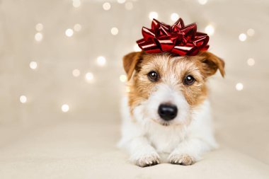 Mutlu yeni yıl köpek yavrusu kafasında hediye yayı ve arka planında yılbaşı ışıklarıyla görünüyor.. 