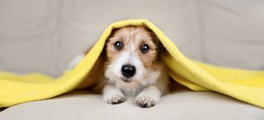 Banyo yaptıktan sonra kafasında havlu olan sevimli, mutlu bir köpek yavrusunun yüzü. Hayvan bakımı, aşk, tımar pankartı.