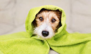 Banyo yaptıktan sonra kafasında havlu olan sevimli, komik bir köpek yavrusunun yüzü. Evcil hayvan bakım afişi.