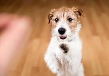 Tatlı köpek yavrusu atıştırmak ve pati yapmak için yalvarıyor. Yavru köpek eğitimi geçmişi. Dostluk, ev sahibi ve evcil hayvan ilişkisi..