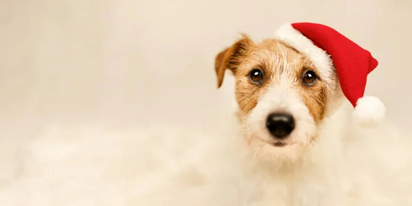 Feliz Navidad Santa Dog Año Nuevo Tarjeta Felicitación Vacaciones Fondo Imagen de stock