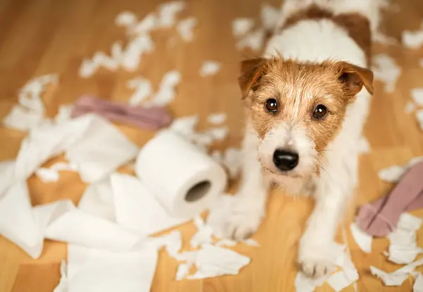 Rolig Hyperaktiv Lekfull Hund Efter Bett Tugga Ett Toalettpapper Sällskapsdjur Stockbild