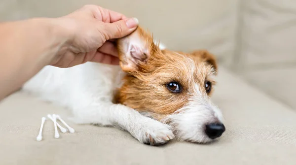 Рука Хозяйки Проверяет Чистит Ухо Своей Здоровой Собаке Баннер Уходу Лицензионные Стоковые Изображения
