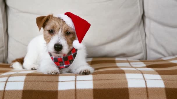Happy Cute Pies Szczeniak Czerwonym Kapeluszu Mikołaja Patrząc Boże Narodzenie — Wideo stockowe