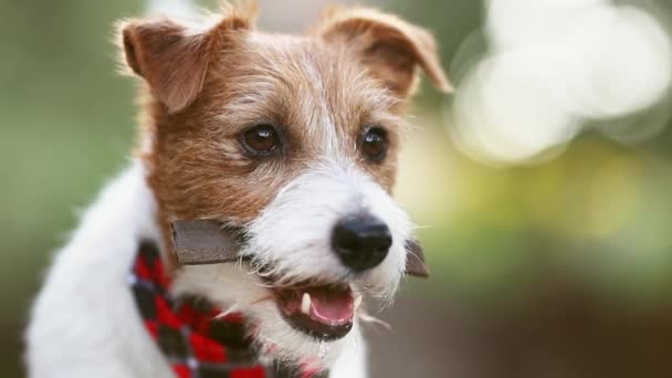 Rosto Cão Salivar Com Fome Saudável Como Segurando Lanche Dental — Vídeo de Stock