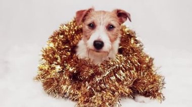 Sevimli mutlu noel, yeni yıl evcil köpeği altın çelenk süslemesi içinde gülümsüyor.
