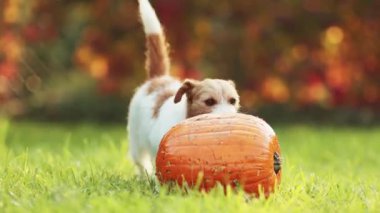 Komik köpek yavrusu, sonbaharda balkabağı yiyor. Cadılar Bayramı, sonbahar veya mutlu şükran günü konsepti.